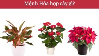 Người mệnh Hỏa nên chọn cây hợp phong thủy để bàn