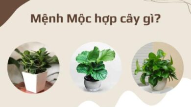 Các loại cây Mệnh Mộc hợp để bàn làm việc