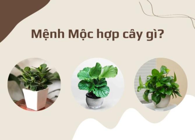 Các loại cây Mệnh Mộc hợp để bàn làm việc